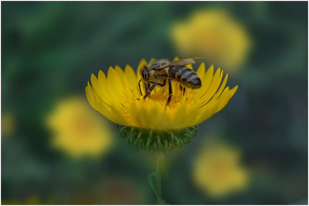 Фотографируем все вокруг - пчела на гринделии 01 1000.jpg
