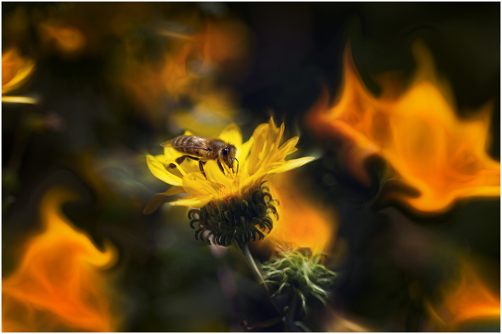 Фотографируем все вокруг - пчела на жёлтом фоне 1000.jpg