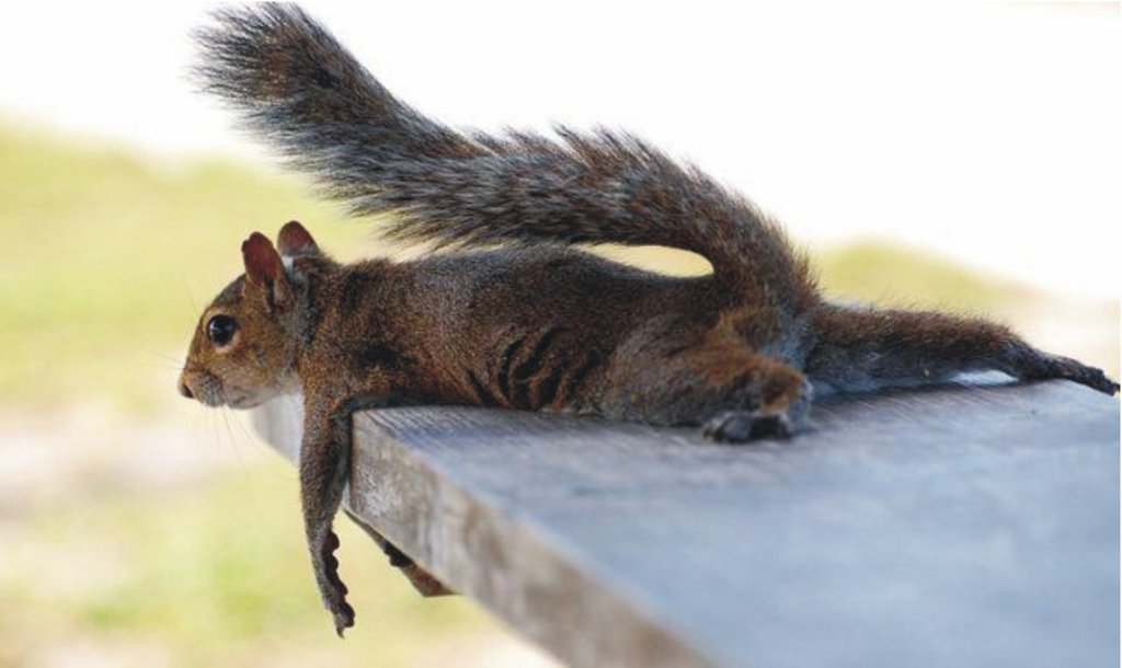 В Мире Животных - Squirrel and relax.jpg