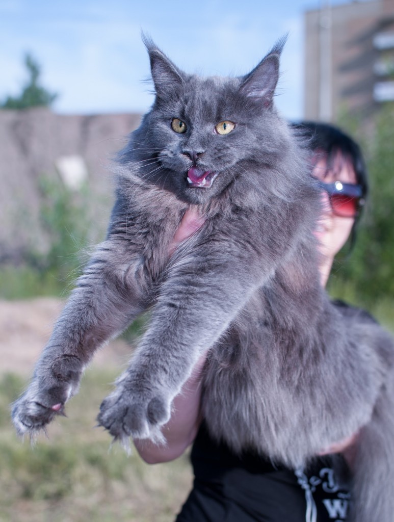 Котята породы мейн кун - Cat-10.jpg