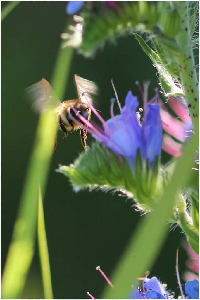 Фотографируем все вокруг - пчела на цветах синяка 07 RES.jpg