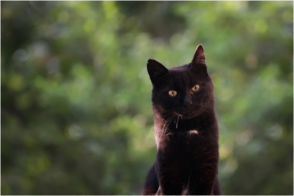 Фотографируем все вокруг - кот черный на козырьке 02 RES.jpg