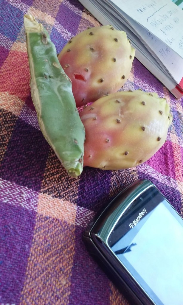 Неприятного аппетита - kaktus.jpg
