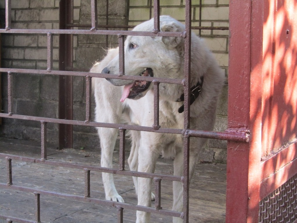 Кинология и собаководство. Всё о собаках - IMG_7570.JPG