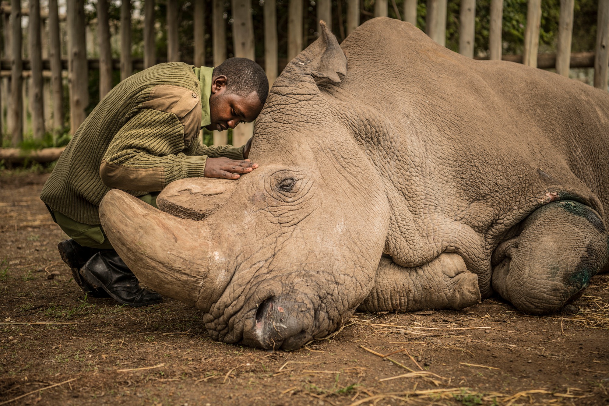 Защита природы от человека - ami-vitale-last-male-northern-white-rhino-2.jpg
