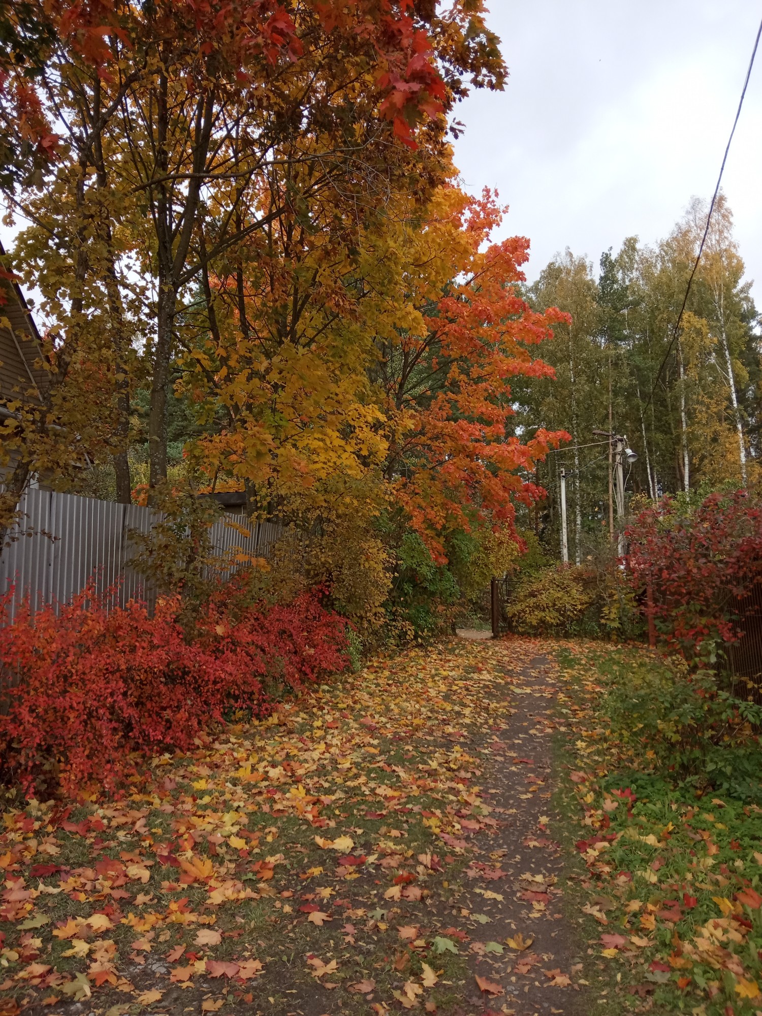 Краски осени - IMG_20191002_111815.jpg