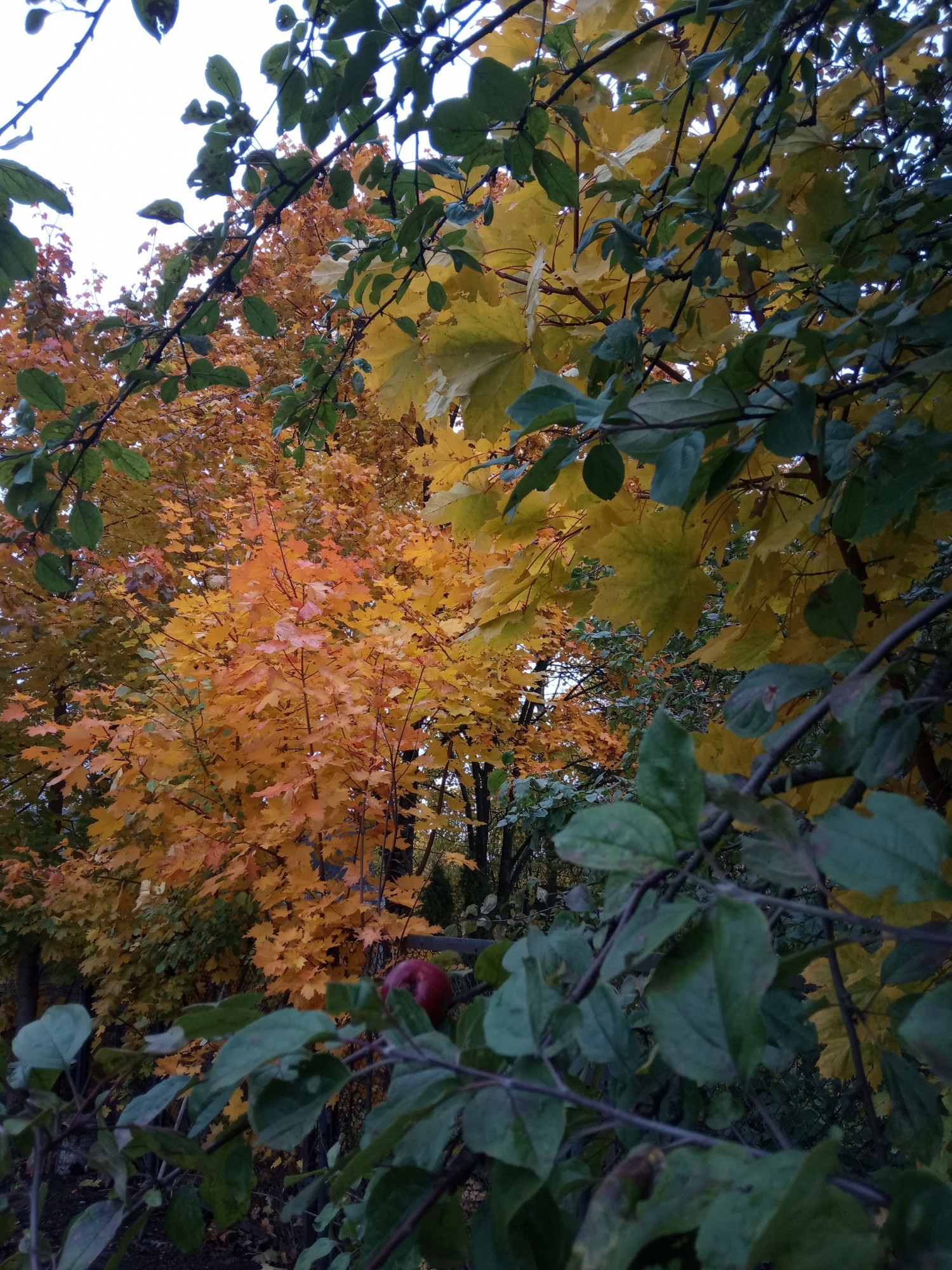 Краски осени - IMG_20191003_100500.jpg