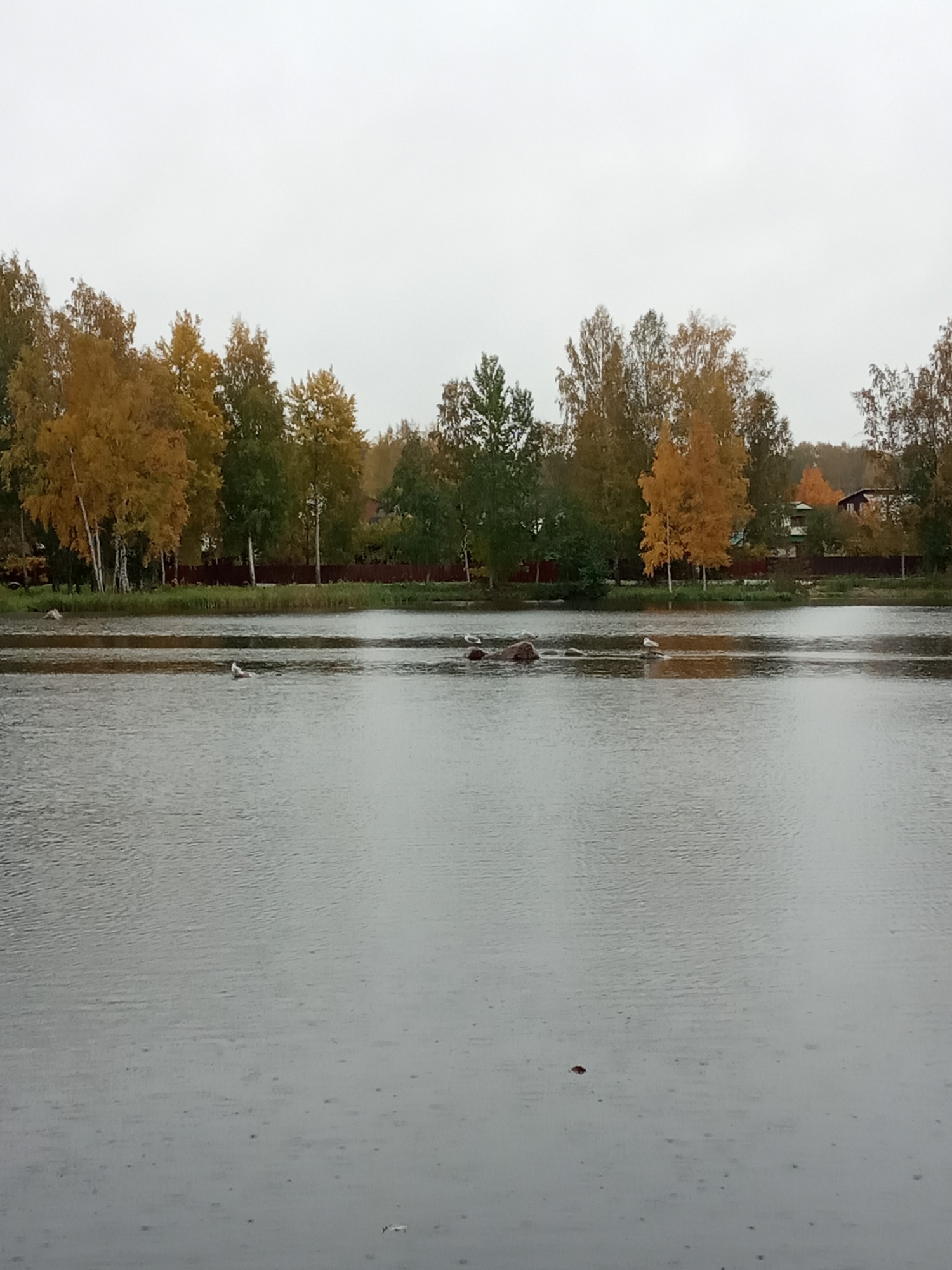 Краски осени - IMG_20191003_135637.jpg