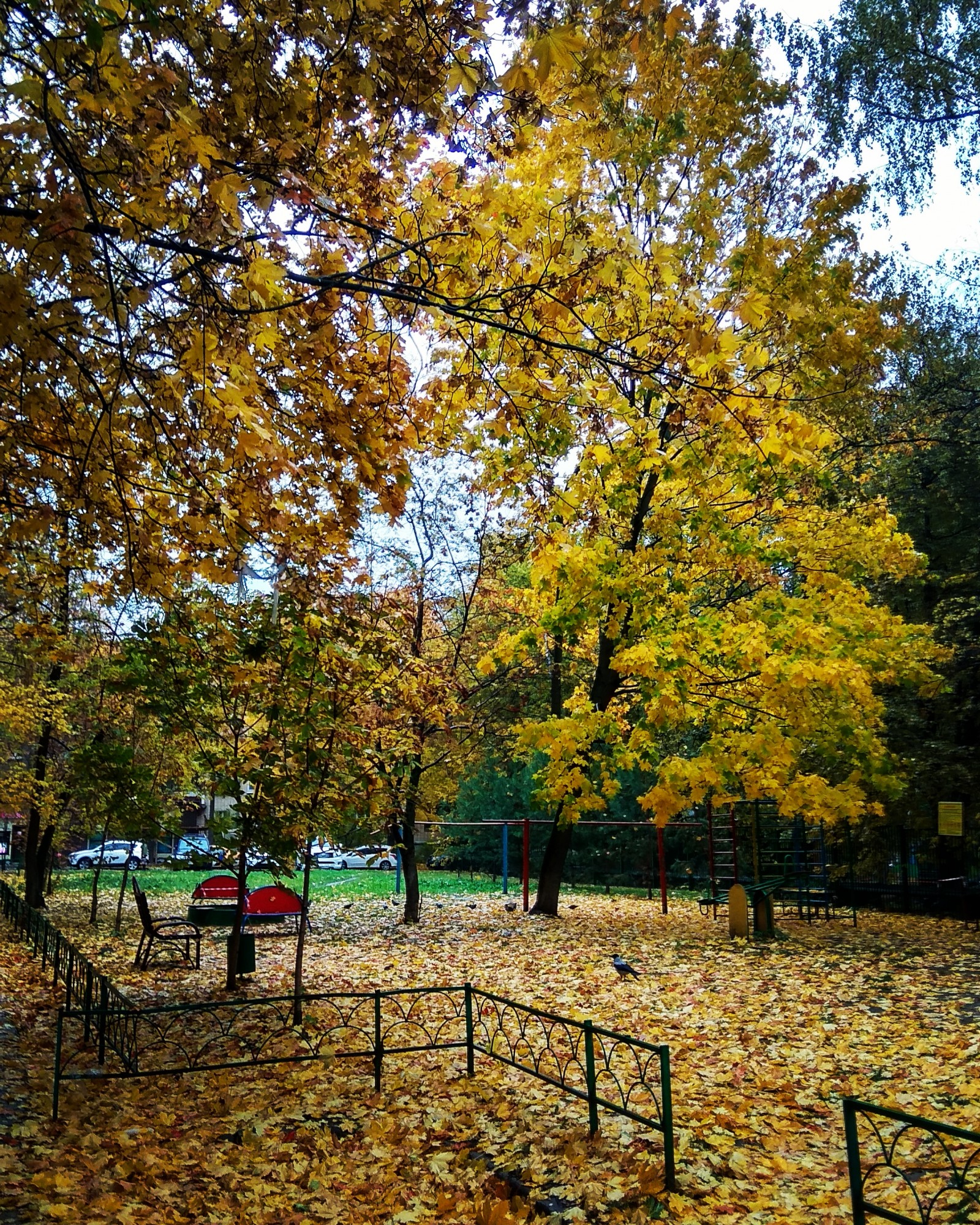 Краски осени - IMG_20191004_084158_431.jpg