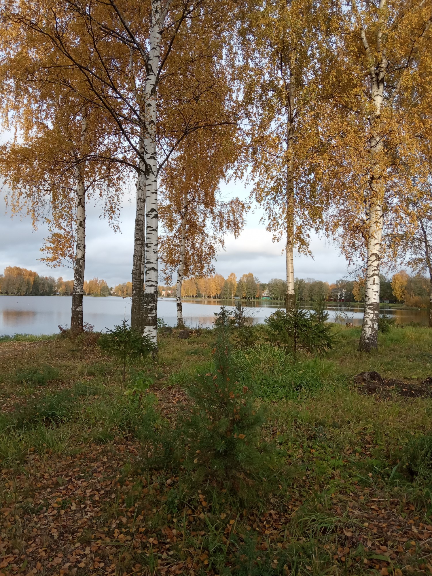 Краски осени - IMG_20191011_161531.jpg