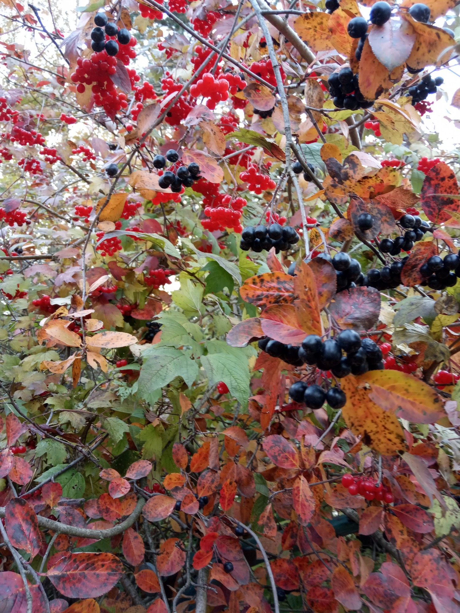 Краски осени - IMG_20191011_160524.jpg
